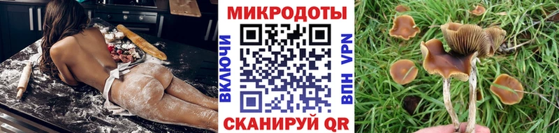 Псилоцибиновые грибы Psilocybine cubensis  Камень-на-Оби 
